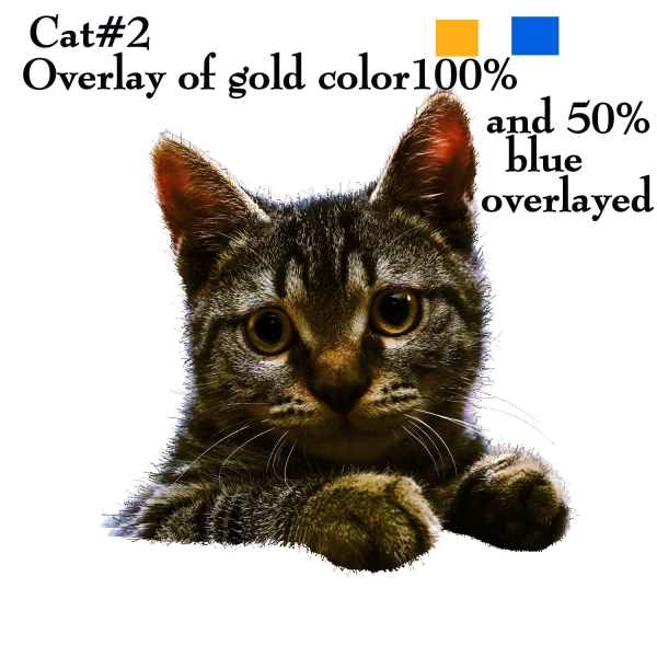 Creation of Do You Think Their Home?: Step 3